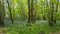 Bluebells in Tehidy Woods Cornwall