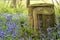 Bluebells with tree stump in foreground, Kent