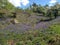 Bluebells & Trees