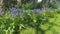 Bluebells trees