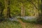 Bluebells and trees on british natural forest