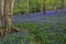 Bluebells in a UK woodland in springtime. UK wildflowers blooming in the trees. Ribble valley landscape