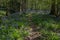 Bluebells in a UK woodland in springtime. UK wildflowers blooming in the trees. Ribble valley landscape