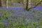 Bluebells in a UK woodland in springtime. UK wildflowers blooming in the trees. Ribble valley landscape