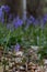 Bluebells in a UK woodland in springtime. UK wildflowers blooming in the trees. Ribble valley landscape