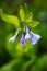 Bluebells Virginia Mertensia Wildflower