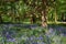 Bluebells walk