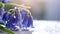 Bluebells with water drops on light background, shallow depth of field