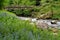 Bluebells at Watersmeet near Lynmouth Devon