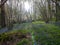 Bluebells in a West Sussex wood in the South Downs National Park, near West Marsden, UK