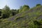 Bluebells in West Twin Brook valley