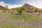 Bluebells and Whiteless Pike at Rannerdale in the English Lake D