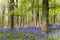 Bluebells wood