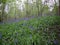 Bluebells in woodland