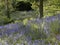 Bluebells in woodland