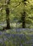 Bluebells in woodland