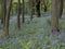 Bluebells in woodland