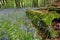 Bluebells in a woodland with a mossy tree trunk