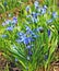 Bluebells in a Woodland Scene