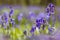 Bluebells woodlands closeup