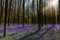 Bluebells woodlands with sunrays