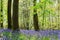 Bluebells in the woods in England