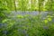 Bluebells woods at Godolphin in Cornwall England UK