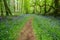 Bluebells woods at Godolphin in Cornwall England UK