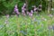 Bluebells woods at Godolphin in Cornwall England UK