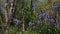 Bluebells in the woods. Spring flowers in Welsh forest in Barry, South Wales