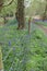 Bluebells in the Yorkshire springtime.