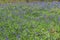 Bluebells in the Yorkshire springtime.
