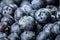 Blueberries background