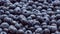 Blueberries background banner