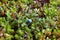 Blueberries on a background of moss of different colors