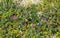 Blueberries on a background of moss of different colors