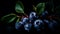 Blueberries on a black background. Beautiful berries on glass. With green leaves.