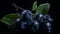 Blueberries on a black background. Beautiful berries on glass. With green leaves.