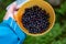 Blueberries in a bowl harvested the Carpathian forest