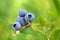 Blueberries on branch