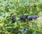 Blueberries branch in the forest.