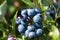 Blueberries Bunch Centered