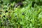 Blueberries bush in summer nature berry detail