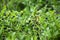 Blueberries bush in summer nature berry detail photography