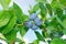 Blueberries cluster in green leaves