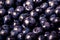 Blueberries collected manually. background.Tinted