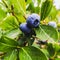 Blueberries - delicious, healthy berry fruit. Vaccinium corymbosum, high huckleberry bush. Blue ripe fruit on the