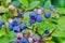 Blueberries Dwarf Shrubs With Ripe Fruits Cultivated In Garden