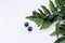 Blueberries with fern leaves