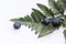 Blueberries with fern leaves. White background